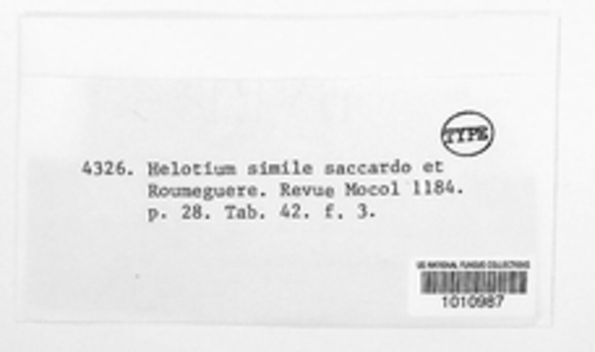 Calycella similis image